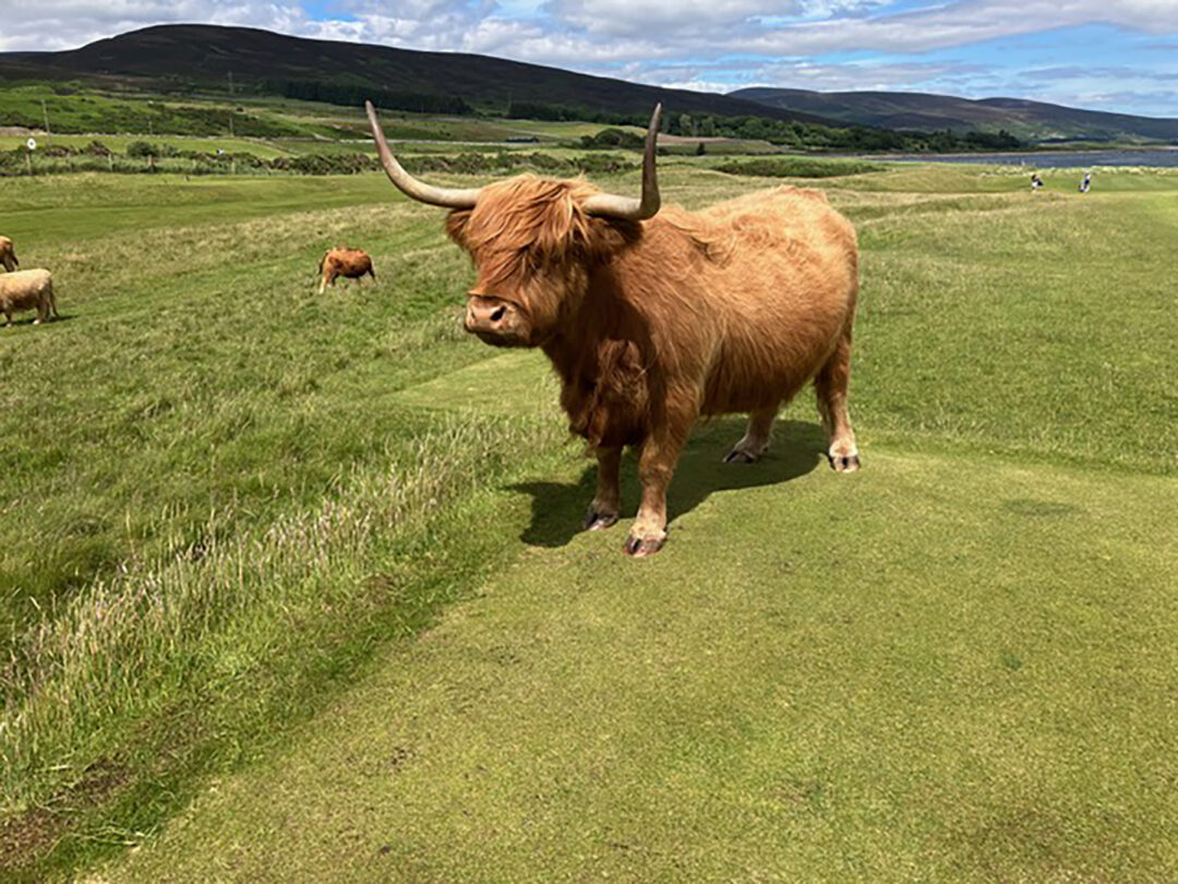 NORTH TO BRORA